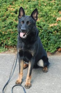 Read more about the article Sonitrol Tri-County Supports Flint Police K-9 unit